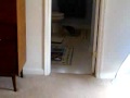 Kittens playing in my bedroom and bathroom Kittens playing in my bedroom and bathroom