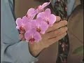 Repotting Orchids
