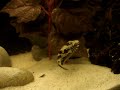A Pair of Carinotetraodon Salivator Feeding