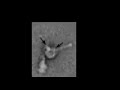 molecular dynein motor molecular dynein motor