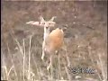 Deer Snorting at me! and White Deer!