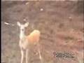 Deer Snorting at me! and White Deer!