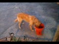 Maggie the golden retriever and father