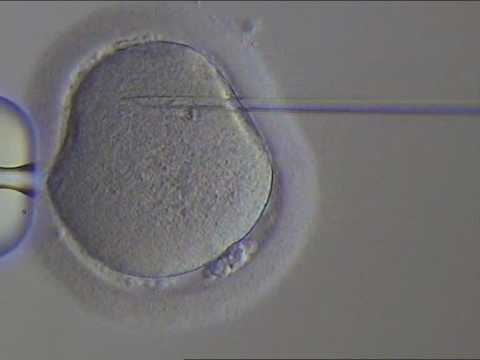 how to fertilize eggs in human