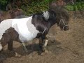 flockey ik mis je zo moppie