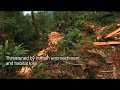 Nepal Red Panda Network PSA