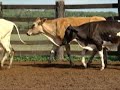 Lote F2 - 52 Machos - Campo Grande