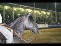 cavalos cavalos