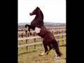 cavalos