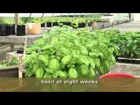 how to grow herbs