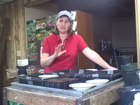 how to harvest verbena seeds