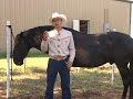 Con este Set Completo Aprenda, Paso a Paso, como Entrenar tu Propio Caballo en la Alta Escuela. Este Video es el Primero en el Mundo que te Enseña los Pasos del Entrenamiento de Caballos de Baile y los Movimientos de Alta Escuela en Tradiciones Mexicanas. Para Ordenar estos Videos ir a www.Garciatrainingcenter.com o llame al telefono 214-881-1015 CABALLOS EN VENTA, caballo de baile, CABALLO BAILADOR,cabbalos, cabalos, cavalos, CABALLOS BAILDORES, PRE HORSE, CABALLOS BAILADORES, CABALLO BAILANDO, CABALLOS COMO LOS DE EL POTRO DE SINALOA, PEPE AGUILAR, EL CHAPO DE SINALOA, JOAN SEBASTIAN, Caballos Espanoles, Alta Escuela, Caballos bailando, PRE, CABALLOS BAILADORES, CABALLOS ESPANOLES,LA MEJOR SELECCION PARA LOS MEJORES CABALLOS DE PURA RAZA ESPANOLA EN CAPA NEGRA, CASTANA Y TORDA. CABALLOS BELLOS, CABALLOS FUNCIONALES Y CABALLOS CON MOVIMIENTOS, VENTA Y MAQUILAS, Caballos en Venta en texas chicago new mexico arizona colorado California y Mexico, arabian, lusitano, piaffe, andaluz, andalusian, entrenamiento, entrenar, piaffer, passage, paso de espanol, cabalo, entrenedar, charro, IALHA , BALANCEO, RUMBA , BAILE , PASO ESPAÑOL, REVERENCIA, HINCADA , ACOSTADA, SENTARSE. jambette, rhumba