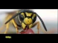 Casio Exilim EX-F1: Wespen in Zeitlupe - Wasps @ 300fps 600fps 1200fps - Makro Close-Up Slow Motion