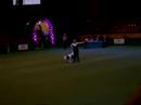 Crufts 2008 - Heelwork to Music 8 (1)