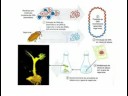 BJ - Biologia - Biotecnologia - Professor Rodrigo Bacelar