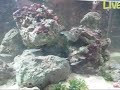 small cardinalfish