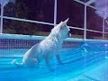 Chi-Chi Akamaru's First time in a Pool