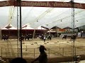 23 PASO FINO MULES