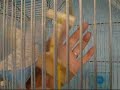 Buzzo the blue budgie hits budgie puberty