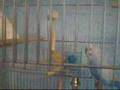 Buzzo the blue budgie hits budgie puberty
