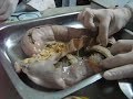 Embriologia Facultad Veterinaria La Plata Clase placenta