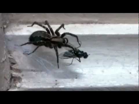 how to get rid housefly