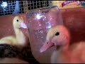 Baby Ducks in a Frisbee Baby Ducks in a Frisbee