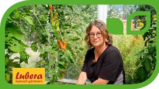 Tomatenpflanzen pflegen: Tipps für eine erfolgreiche Ernte