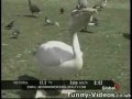 Part 3 of my series of funny video compilations gathered from around the web, part 3 includes; peillicans eating a pigeon, getting slapped by bamboo, mining trucks, accidents, falls, vomits and alot more. ENJOY! Please subscribe if you like them :)