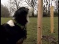 (In)kompetent hund