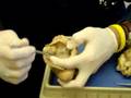 Sheep heart
