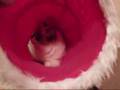 シャカシャカとんねる 大好き猫(=^・^=)The cat which likes tunnels