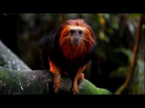 17 55mm - A Video Test Of The Canon 17-55mm lense filmed with Canon Eos 550d Tags: Tags: test video rainforest EF-S 17-55mm 2,8 IS objektiv Canon EOS 550D Rebel t2i Hi...