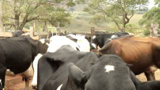 VÍDEO: Minas vacina todo o rebanho bovino e bubalino contra aftosa em maio