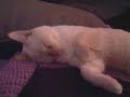 very sleepy kitty