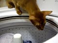 ???? Nina cat almost falls in washing machine
