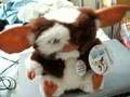Gizmo singing