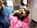 Baby-Badger-Bath