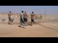 Baboons vs. 2 Dogs