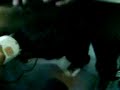Peluqueros.3GP