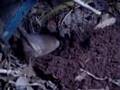 Mole Video2