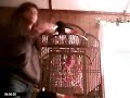 talking african grey parrot
