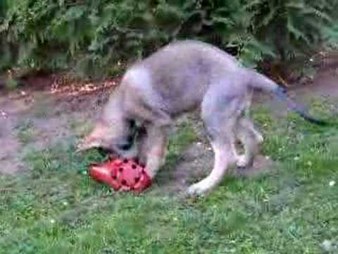 how to train czechoslovakian wolfdog