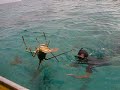 Large lobster from Ningaloo Reef, Western Australia Large lobster from Ningaloo Reef, Western Australia