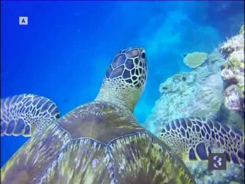 Top Billing | Madives | Damian de Allende | Soweto Opera Quadro