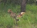 Cheetah