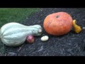 Twilight Gourd Edition Twilight Gourd Edition