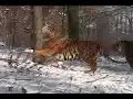 Tiger Lion Exotic Song For TCWR