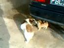 Puppy playing