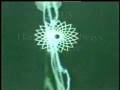videos de Hallelujah3_I'm Gonna Praise HIM.wmv